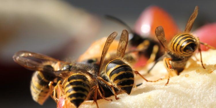 Die Besten Hausmittel Gegen Wespen Naturheilkunde