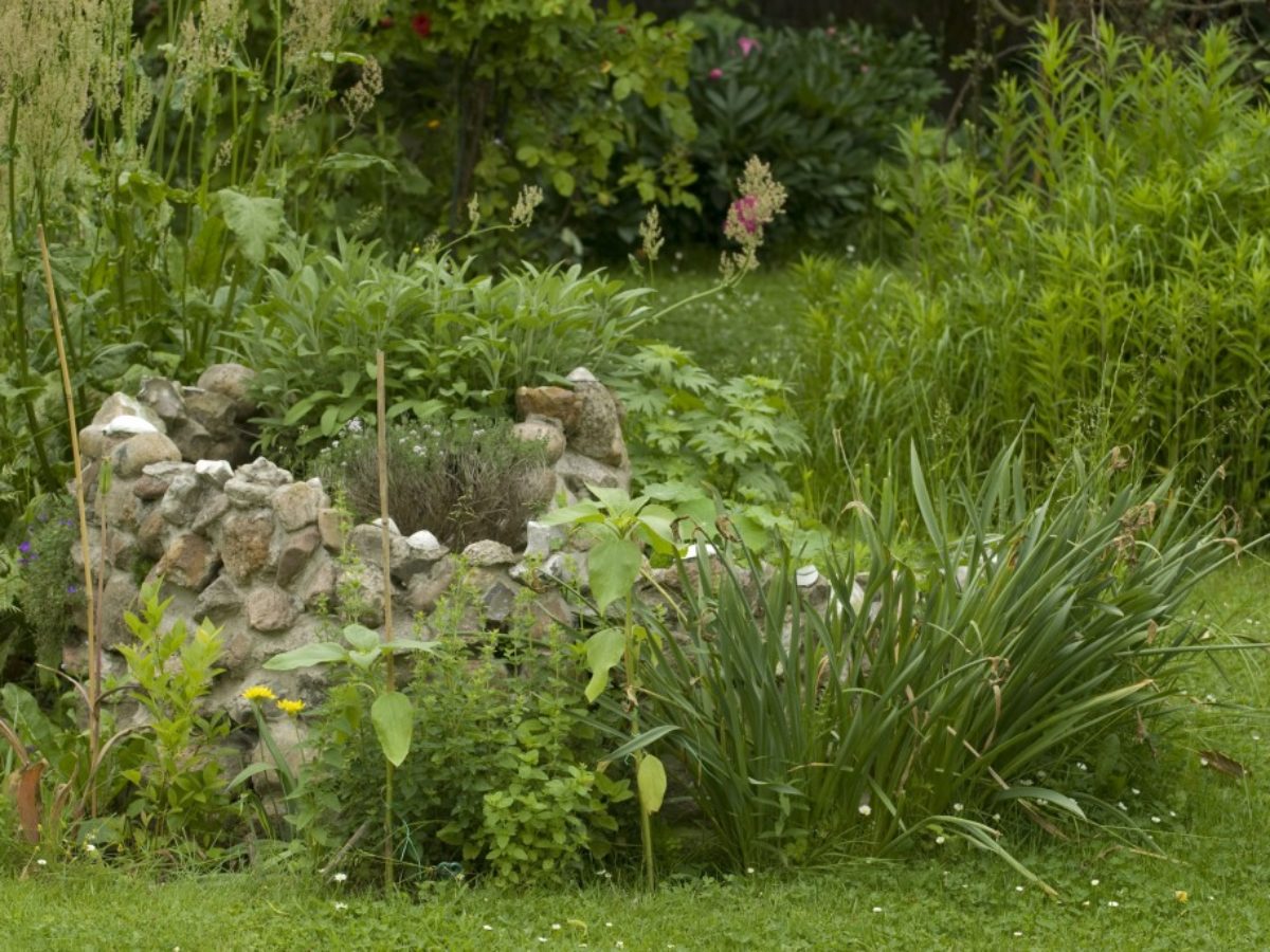 Feuchtbiotop Im Garten Anlegen Blogdejust