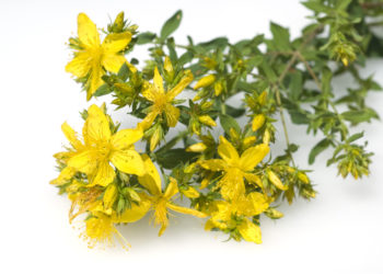 Johanniskraut wird in der Naturheilkunde zur Behandlung unterschiedlichster Beschwerden eingesetzt. (Bild: emer/stock.adobe.com)