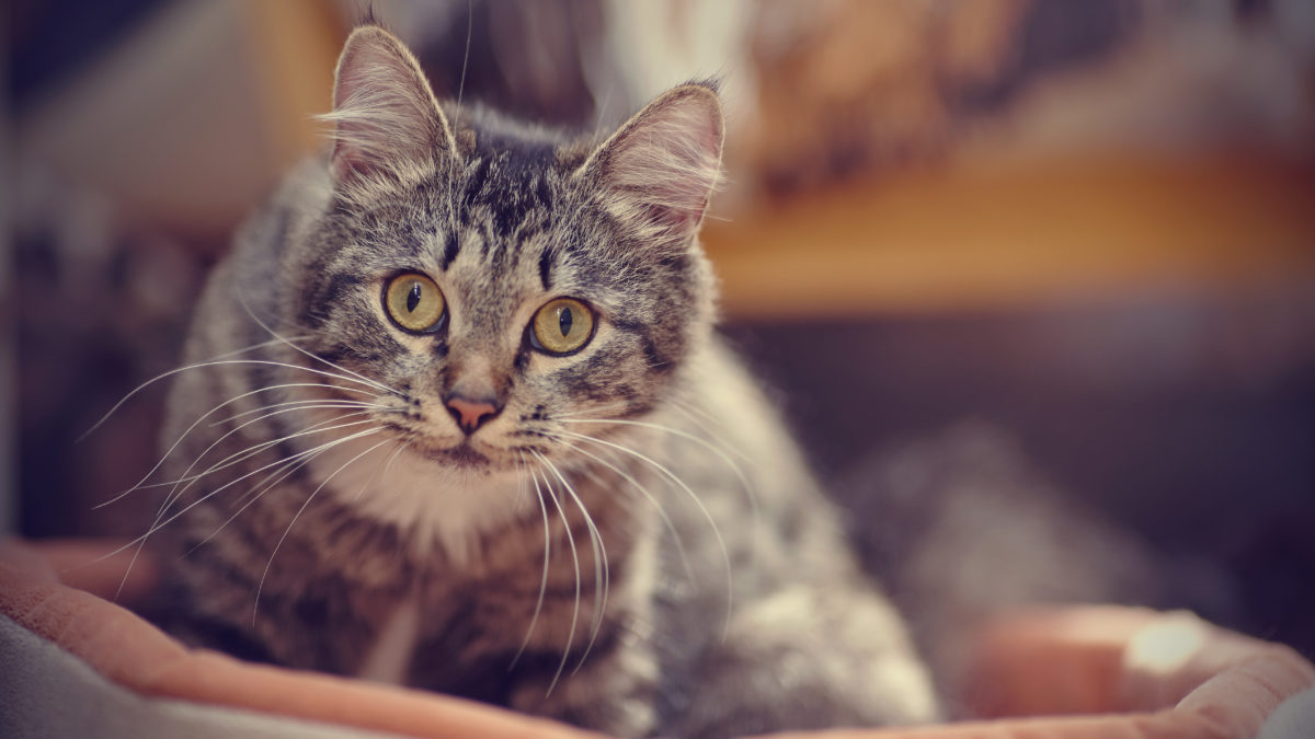 doxycyclin für katzen