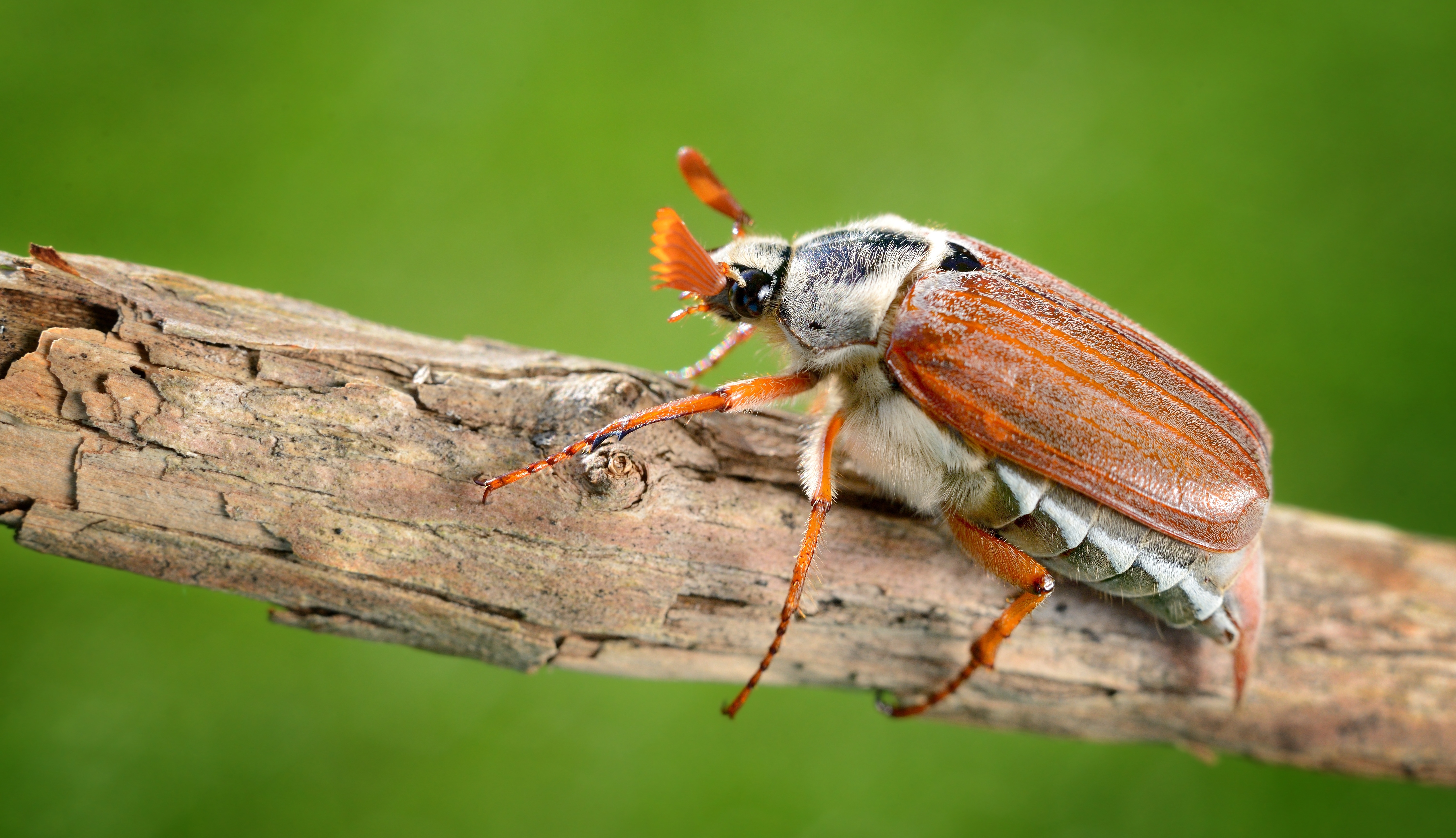 May bug. Майский Жук хрущ. Майский Жук ареал. Ареал обитания майских Жуков. Хрущик Лисичка Жук.