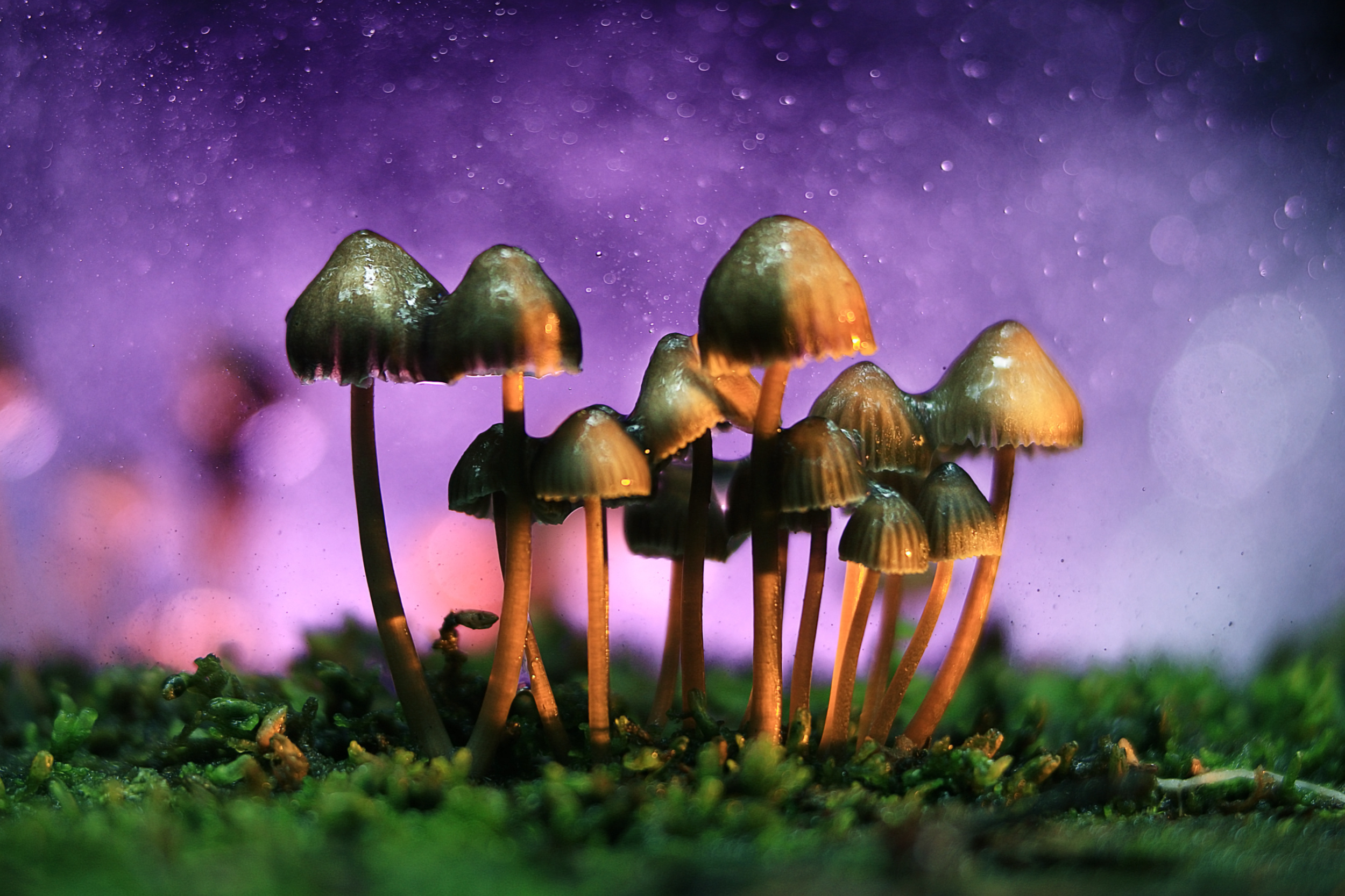 Magic Mushrooms Psilocybin Hilft Bei Angst Und Depression Heilpraxis