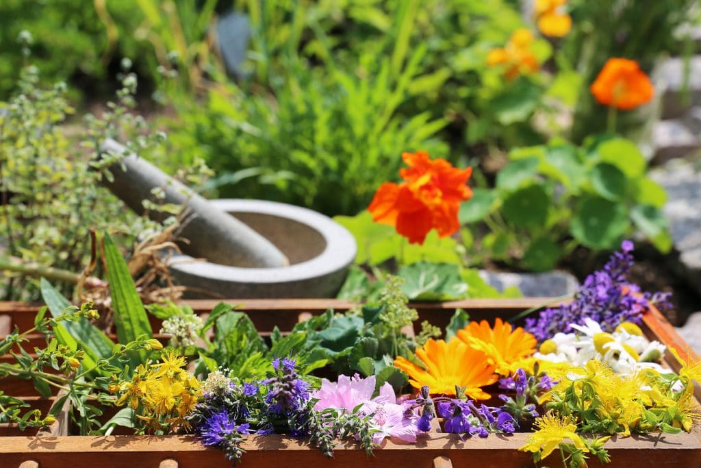 Naturgarten Ideen und Bilder Naturheilkunde