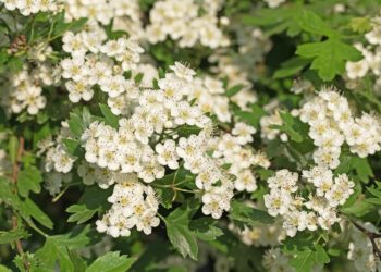 Der Weißdorn ist für eine natürliche Hecke hervorragend geeignet. (Bild: M. Schuppich/fotolia.com)