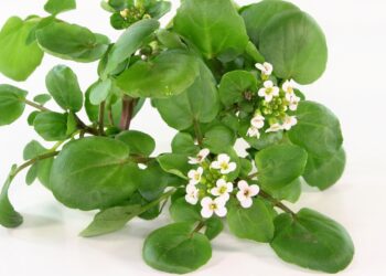 Ein Bund Brunnenkresse mit weißen Blüten vor weißem Hintergrund