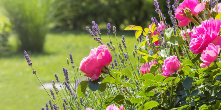 Duftgarten Anlegung Nutzung Und Geeignete Pflanzen