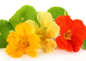 Gelbe und orangefarbene Blüten und grüne Blätter der Kapuzinerkresse vor weißem Hintergrund