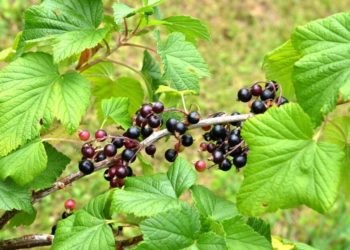 Johannisbeerensträucher lassen sich sehr einfach im eigenen Garten züchten. (Bild: photo 5000/fotolia.com)