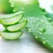 Viele Heilpflanzen finden Sie in kosmetischen Produkten wieder, wie häufig Aloe Vera, welche die Haut kühlt und die Hautbarriere stärkt. (Bild: Subbotina Anna/fotolia.com)