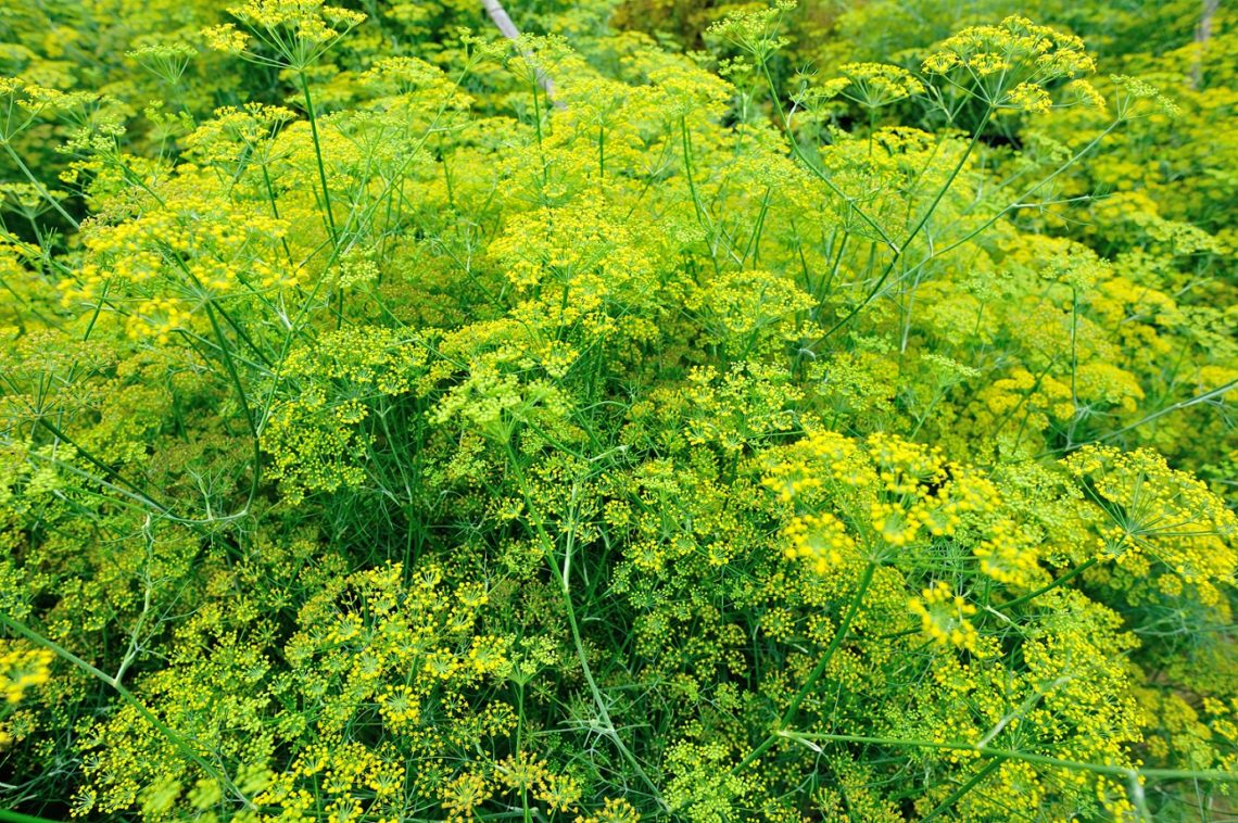 Fenchel – Anwendung Und Wirkung – Heilpraxis