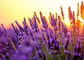 Der Duft von Lavendel hat eine entspannende Wirkung. (Bild: Anton Gvozdikov/fotolia.com)