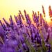 Der Duft von Lavendel hat eine entspannende Wirkung. (Bild: Anton Gvozdikov/fotolia.com)