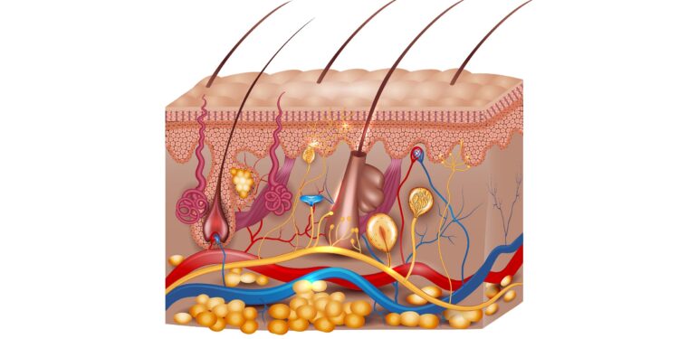 Schematische Darstellung von Haarwurzeln in der Haut