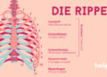 Skizzierung des Rippenaufbaus.