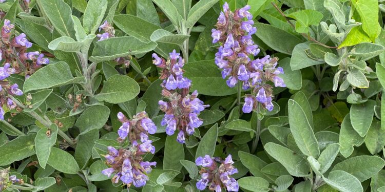 Violette Blüten und grüne Blätter von Salbei