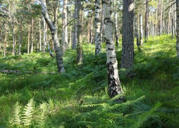 Birken in einem Wald.