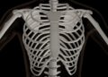 3D-Rendering des Oberkörpers eines Skeletts.