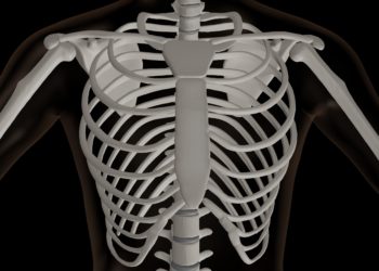 3D-Rendering des Oberkörpers eines Skeletts.