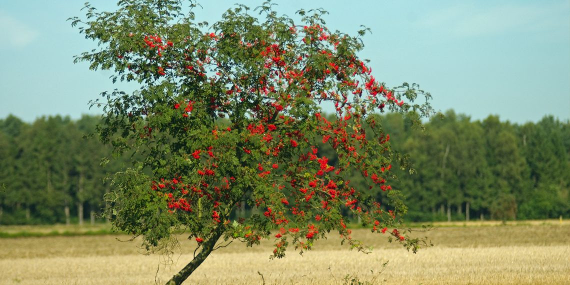 Eberesche Vogelbeere als Heilpflanze Naturheilkunde