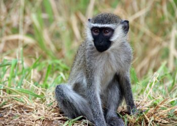 Schützt soziale Isolation von Colobus-Affen die Tiere vor Erkrankungen? (Bild: zeralein/stock.Adobe.com)