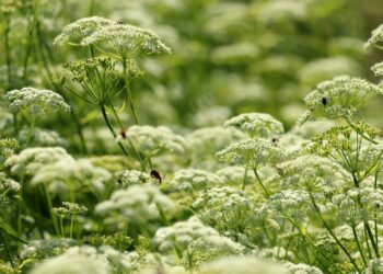 Zahlreiche Gierschblüten