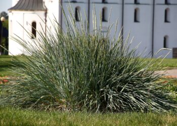 Ein Büschel Quecken-Gras wächst auf einer Wiese.