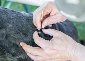 An einem Hund mit schwarzem Fell wird von einem Mann mit einer Pinzette eine Zecke entfernt