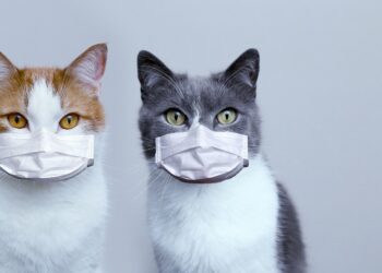 Zwei Katzen mit Atemschutzmasken