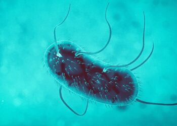 Eine 3D-Darstellung des Bakteriums Escherichia Coli.