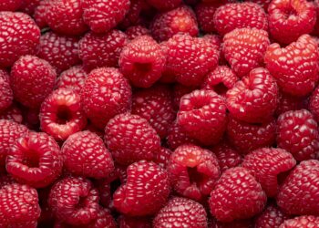 Geerntete Himbeeren