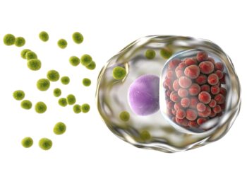 Eine grafische Darstellung einer Zelle, die von Bakterien vom Typ Chlamydia trachomatis befallen ist.