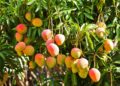 Mangofrüchte an einem Baum.