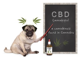 Hund als Lehrer erklärt auf einer Kreidetafel Cannabidiol (CBD).