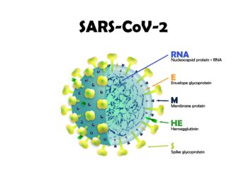 Ein Schaubild zum Aufbau des Coronavirus SARS-CoV-2.