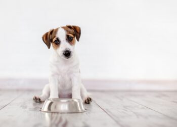 Ein Hund sitzt vor einem leeren Fressnapf.