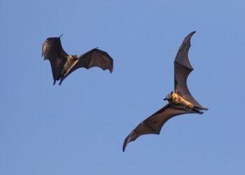 Zwei fliegende Fledermäuse bei Tageslicht