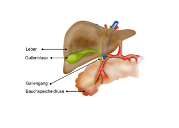 Ein Schaubild über den Aufbau der Leber.