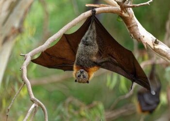 Eine Fledermaus hängt kopfüber an einem Ast.