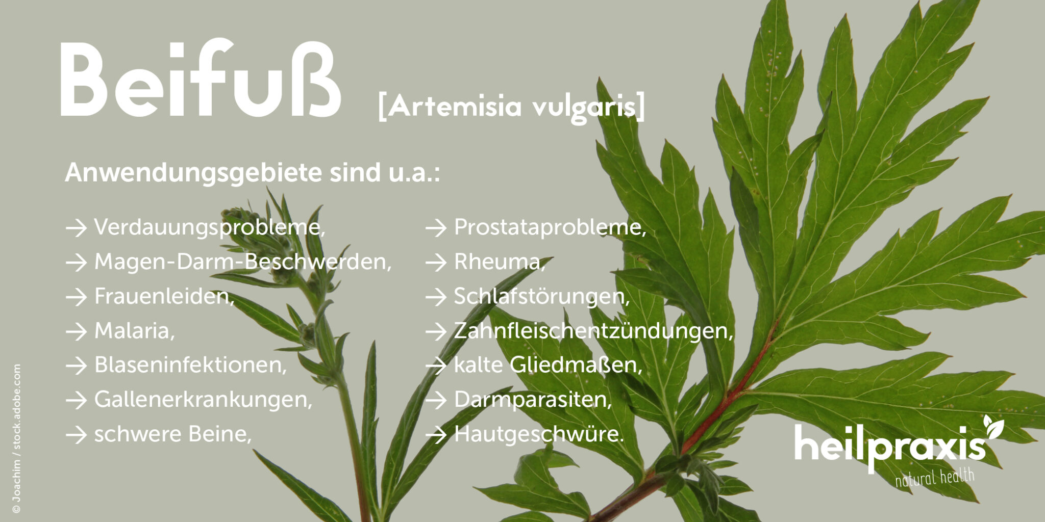 Verwunderlich Artemisia Vulgaris Wirkung Ebenbild