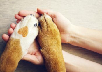 Hund und Besitzer halten Händchen.