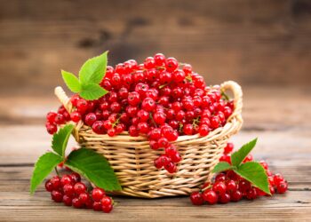 Frische Johannisbeeren in einem Korb