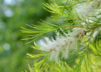 Teebaum Nahaufnahme Zweig mit Blättern und Blüten