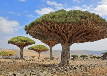 Mehrere Drachenbäume (Dracaena cinnabari) wachen auf kargem Boden.