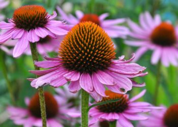 Der rote Sonnenhut stammt ursprünglich aus den USA, hat sich aber auch hierzulande als Arzneipflanze ebenso etabliert wie als Gartenblume. (Bild: orestligetka/stock.adobe.com)