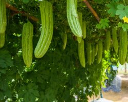 Bittermelonenfrüchte hängen von einem Rankgitter über einem Weg