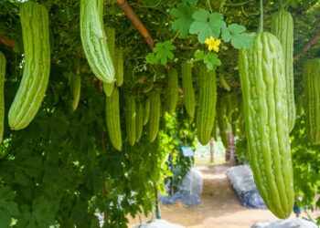 Bittermelonenfrüchte hängen von einem Rankgitter über einem Weg