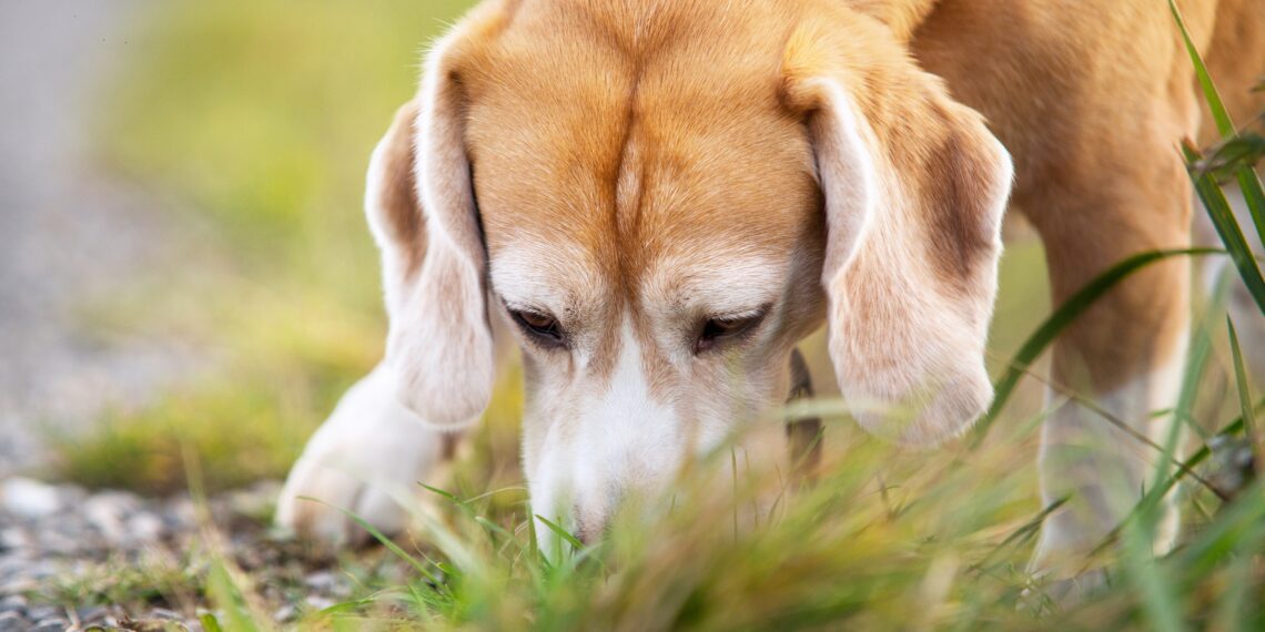 Corona Hunde K Nnen Sars Cov Von Anderen Atemwegserregern Unterscheiden Heilpraxis