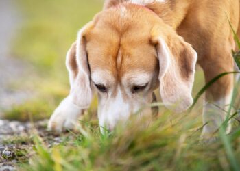 Hund schnüffelt am Boden