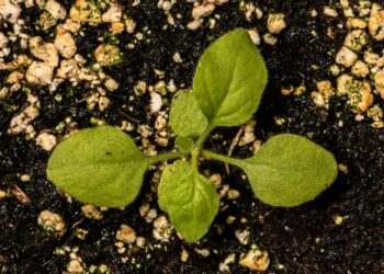 Eine junge Tabakpflanze Nicotiana benthamiana