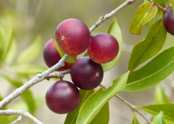 Camu-Camu-Früchte am Baum